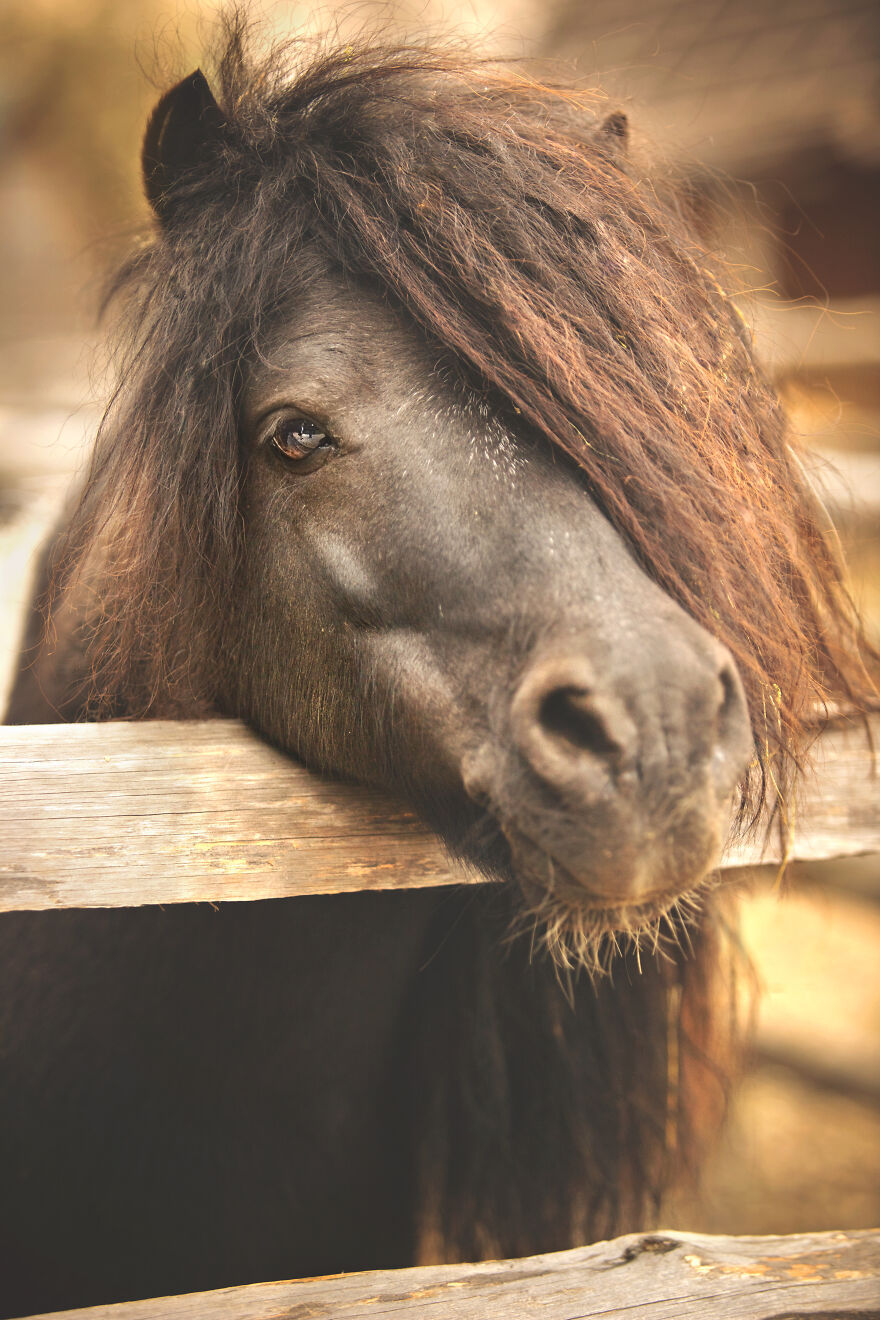 Animals In Shades Of Brown