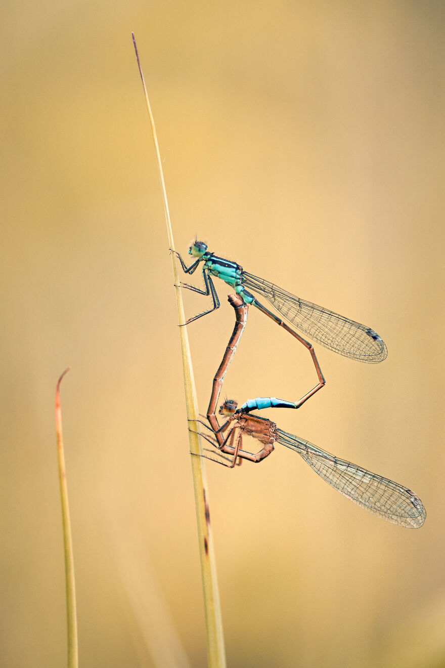 Damselflies