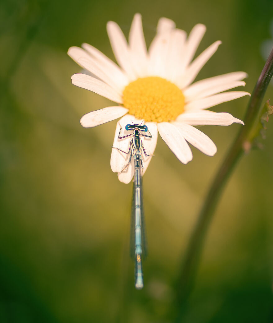 Damselflies