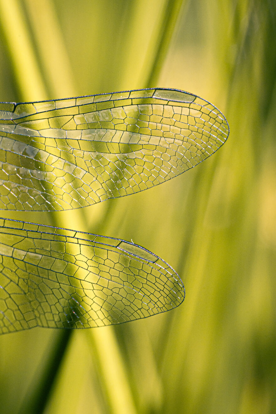 Dragonfly Wings
