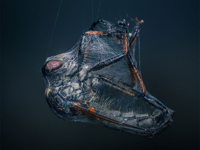 I Am A Belgian Natural Photographer And Here Are 23 Of My Best Shots I Made With My Macro Lens