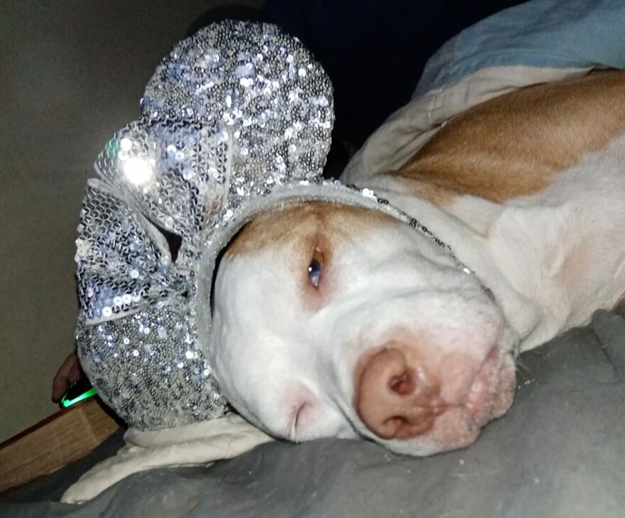 Molly Enthusiastically Modeling The Sparkly Minnie Mouse Ears.