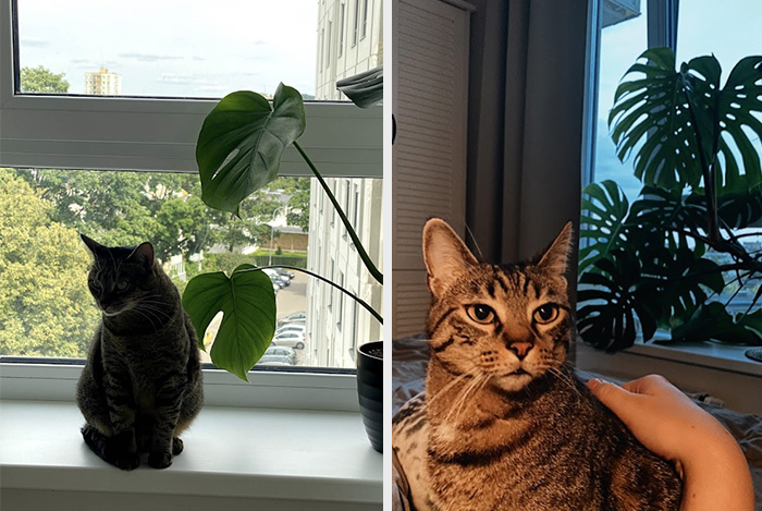 My Monstera Grew From Just Three Small Leaves To This Absolute Monster That Takes Over My Whole Window