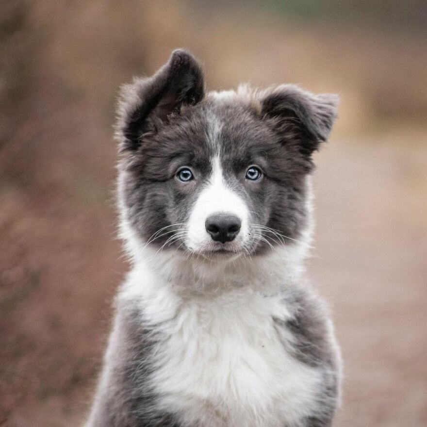 I Photograph Puppies As A Living ( 11 Pics)