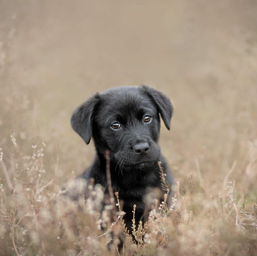 I Photograph Puppies As A Living ( 11 Pics) I Photograph Puppies As A Living ( 11 Pics)