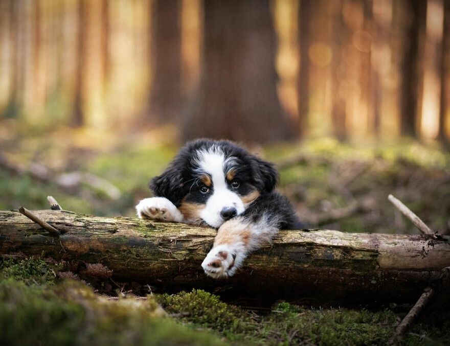 I Photograph Puppies As A Living ( 11 Pics)