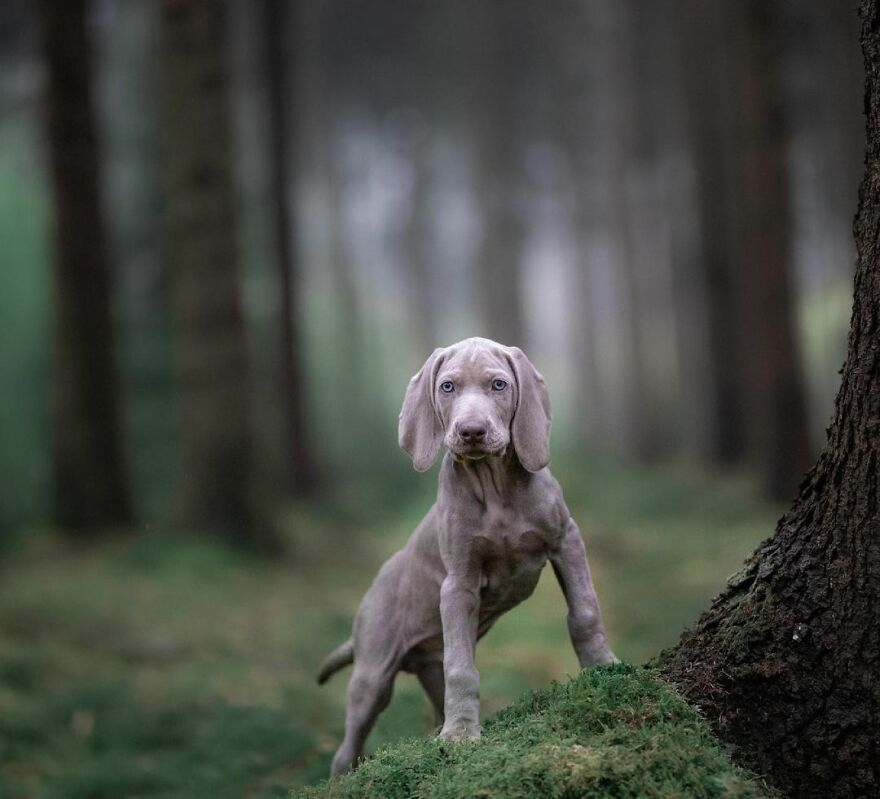 I Photograph Puppies As A Living ( 11 Pics) I Photograph Puppies As A Living ( 11 Pics)
