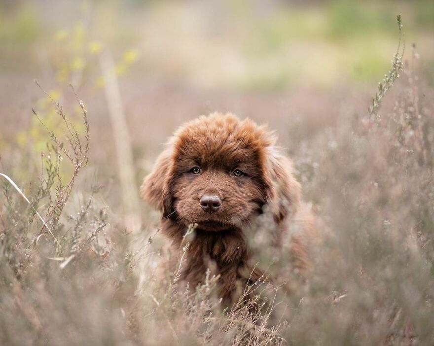 I Photograph Puppies As A Living ( 11 Pics) I Photograph Puppies As A Living ( 11 Pics)