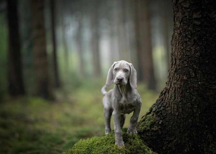 I Photograph Puppies As A Living ( 11 Pics)