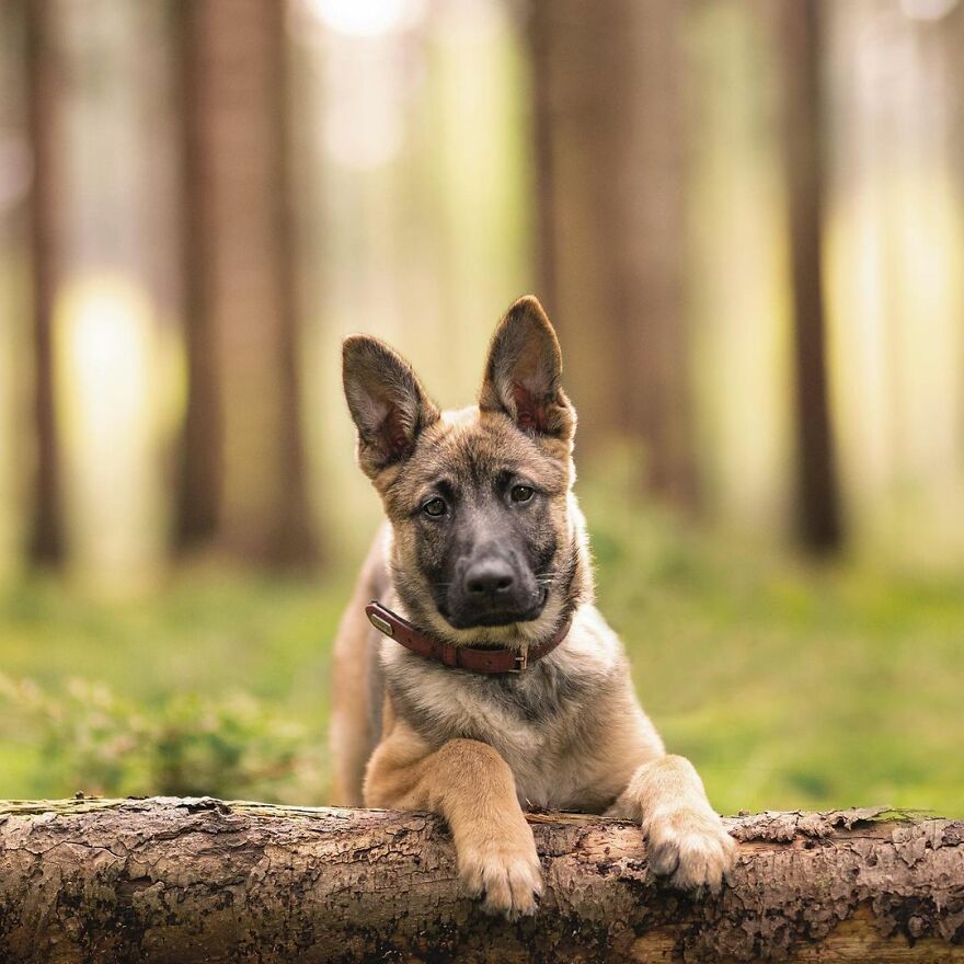 I Photograph Puppies As A Living ( 11 Pics) I Photograph Puppies As A Living ( 11 Pics)