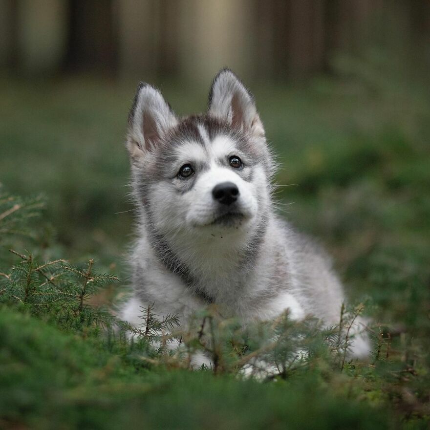 I Photograph Puppies As A Living ( 11 Pics) I Photograph Puppies As A Living ( 11 Pics)