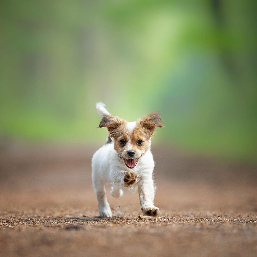 I Photograph Puppies As A Living ( 11 Pics)