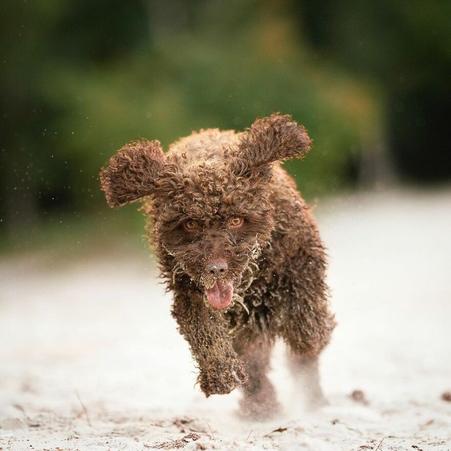 I Love Photographing Dogs In Action ( 12 Pics ) I Love Photographing Dogs In Action ( 12 Pics )