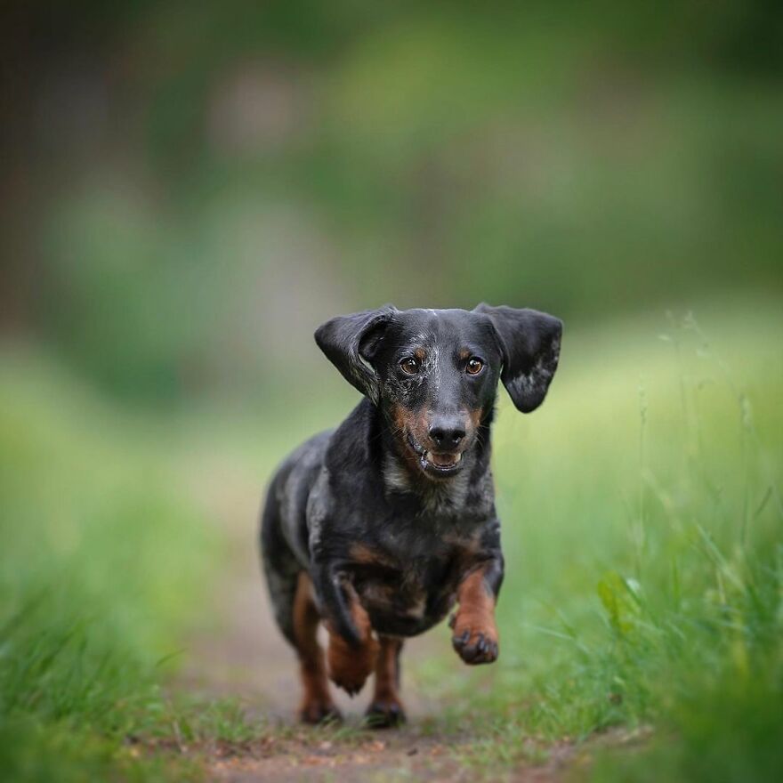 I Love Photographing Dogs In Action ( 12 Pics ) I Love Photographing Dogs In Action ( 12 Pics )