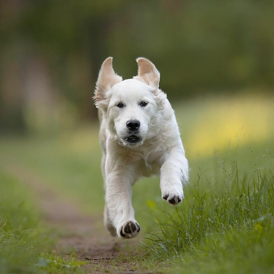 I Love Photographing Dogs In Action ( 12 Pics )