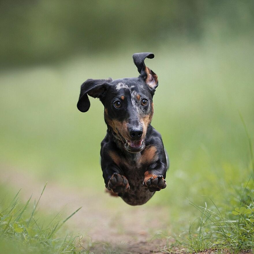 I Love Photographing Dogs In Action ( 12 Pics ) I Love Photographing Dogs In Action ( 12 Pics )