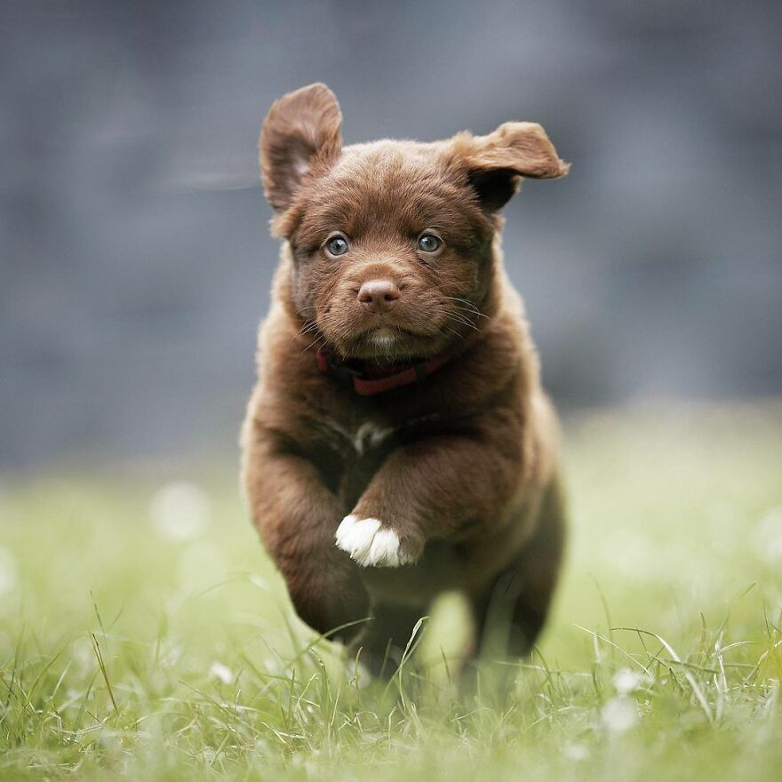 I Love Photographing Dogs In Action ( 12 Pics )