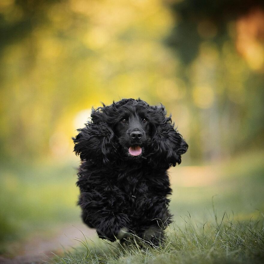 I Love Photographing Dogs In Action ( 12 Pics ) I Love Photographing Dogs In Action ( 12 Pics )