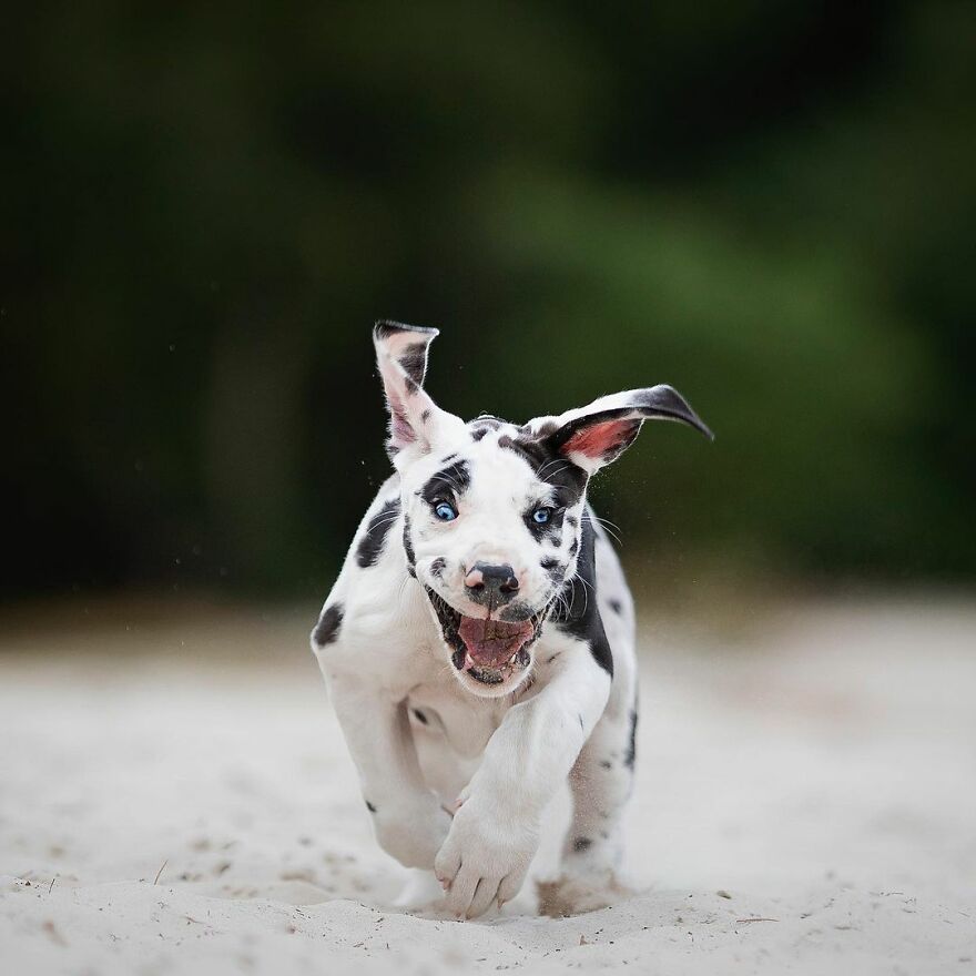 I Love Photographing Dogs In Action ( 12 Pics )