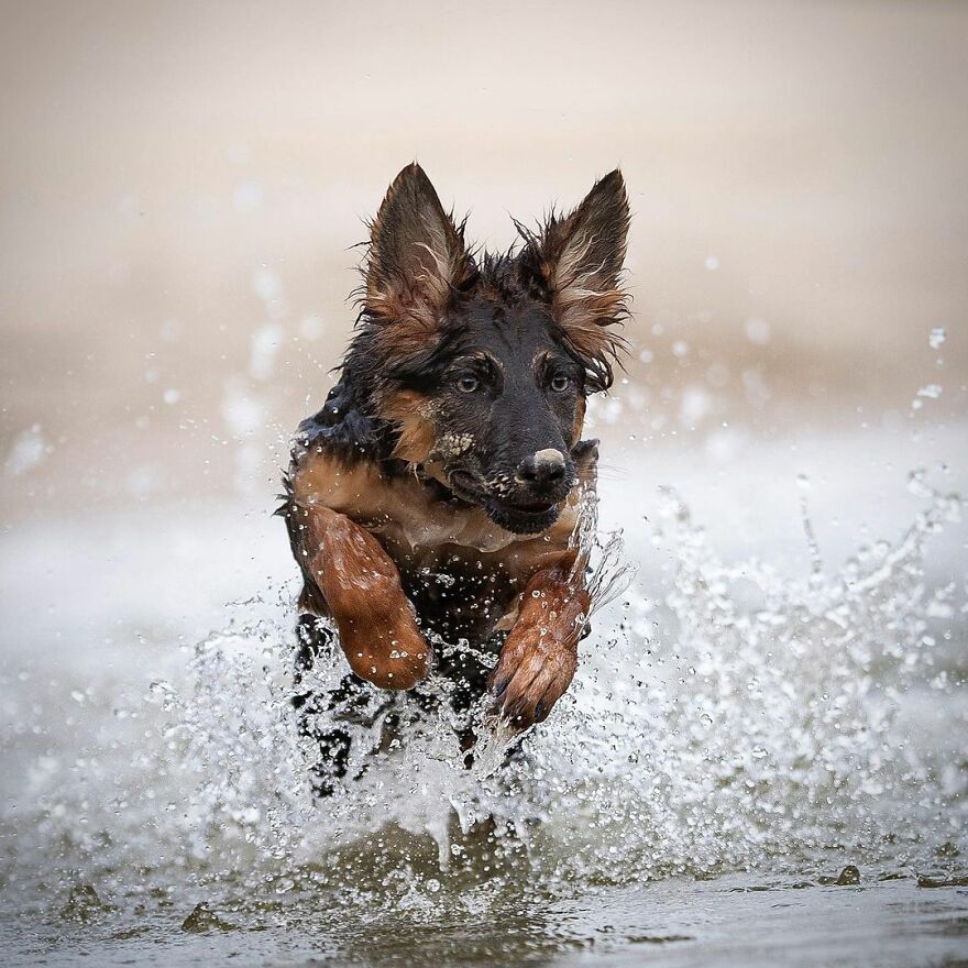 I Love Photographing Dogs In Action ( 12 Pics ) I Love Photographing Dogs In Action ( 12 Pics )