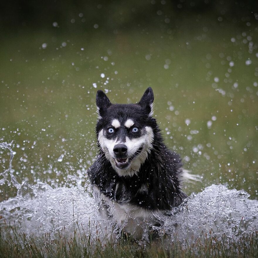 I Love Photographing Dogs In Action ( 12 Pics ) I Love Photographing Dogs In Action ( 12 Pics )