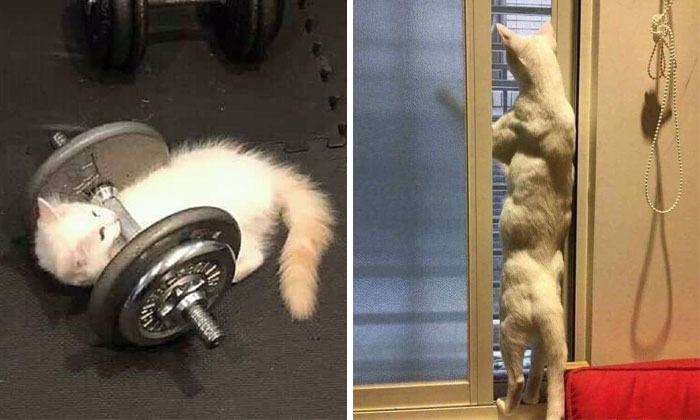 The “Out Of Context Cats” Twitter Page Shares Cat Pics That Give Off Confusing Energy (50 Pics)