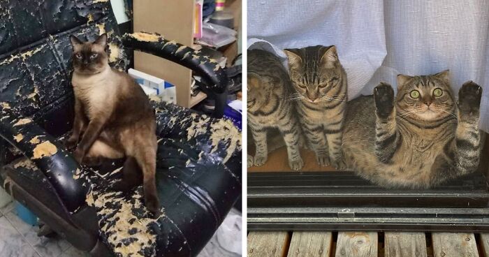 The “Out Of Context Cats” Twitter Page Shares Cat Pics That Give Off Confusing Energy (50 Pics)