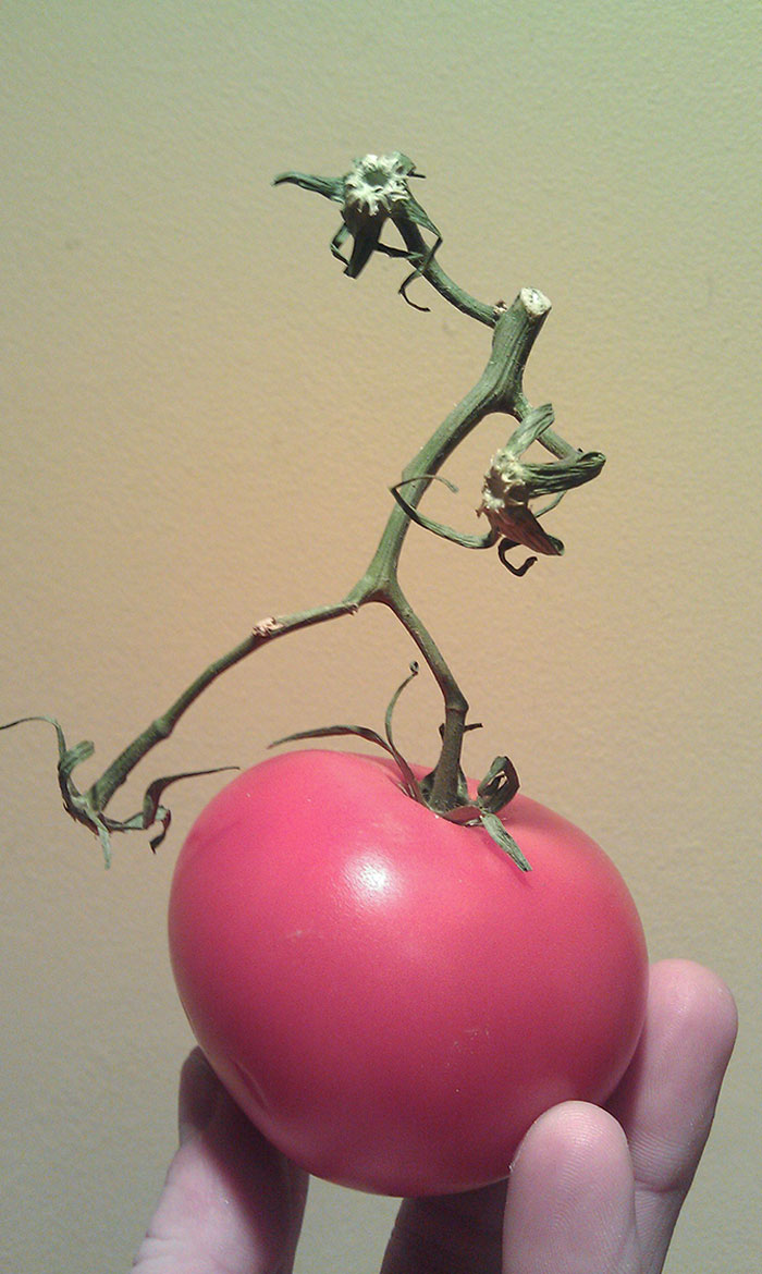 This Stem Looks Like A Person Who Stepped In A Tomato