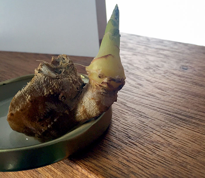 My Ginger Has A Gnome Growing From It