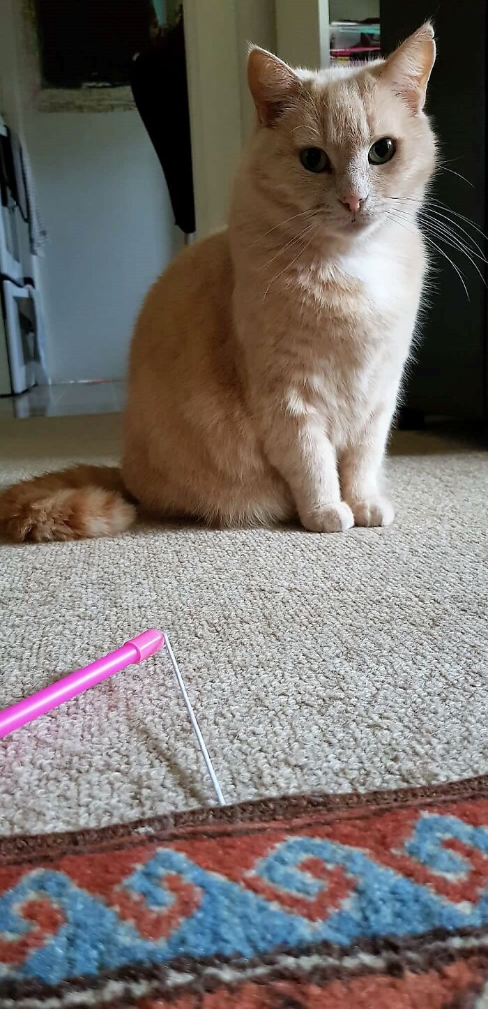 Pause & Pose - Sugarplum Pauses From Her 'Attack The Rod Under The Mat' Game To Strike The Pose .
