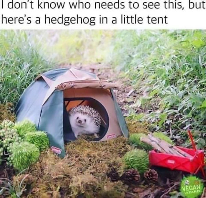 People-Share-Super-Wholesome-Pics