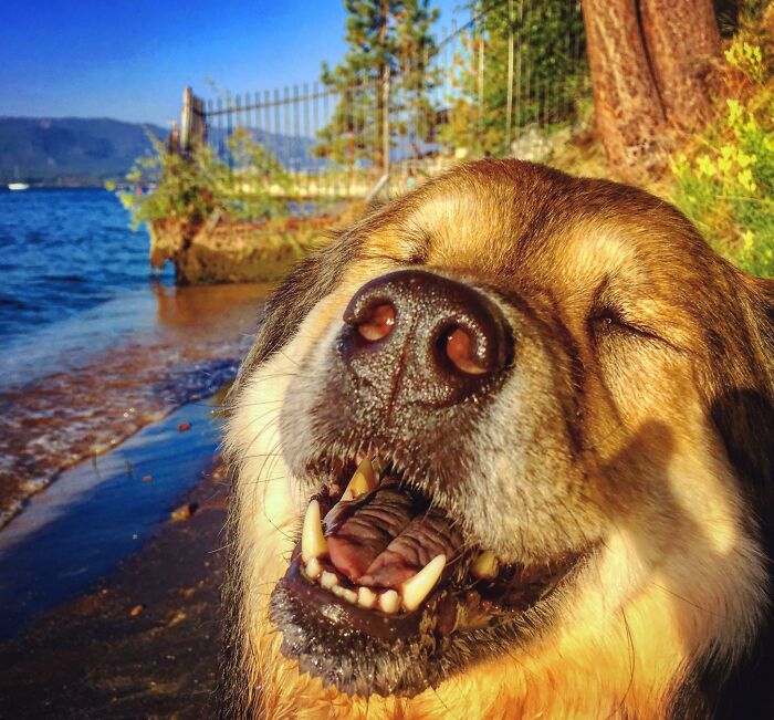 Lola Always Laughs At My Jokes. Such A Good Girl!