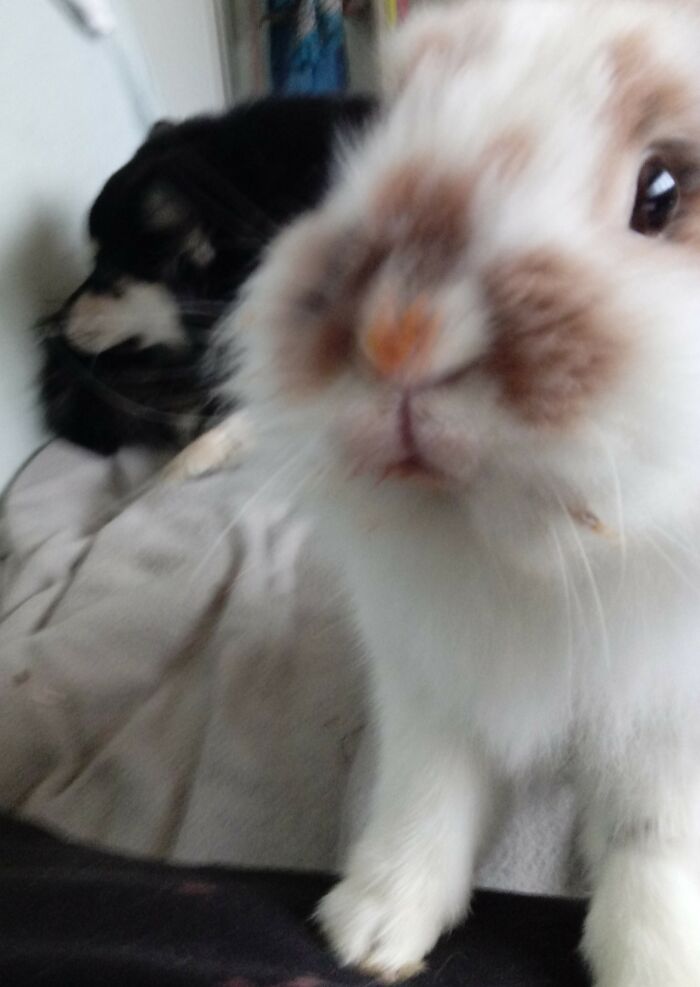 What Do You Mean By "You Are Adopted"? Is That Thing My Brother Now?