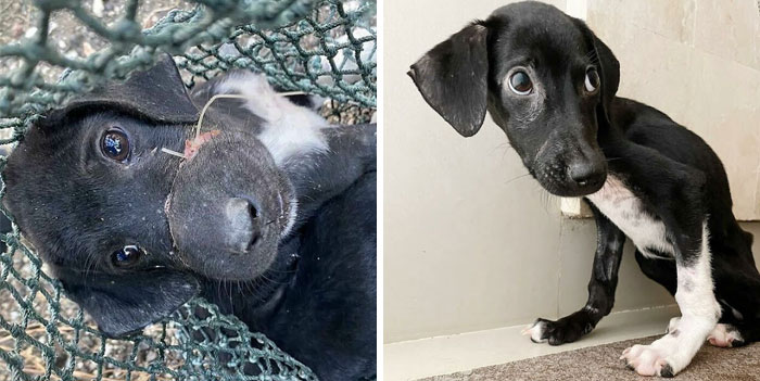 We Found A Poor Dog Bound With A Fishing Line, We Saved Her And Helped Her Heal