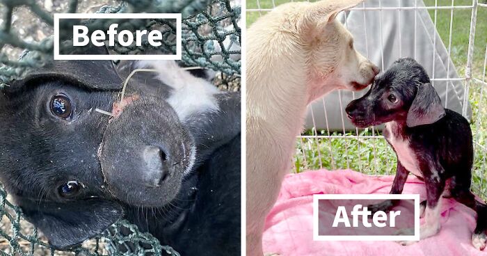 We Found A Poor Dog Bound With A Fishing Line, We Saved Her And Helped Her Heal