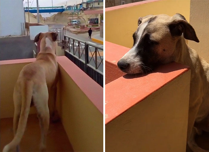 Este perro tiene ansiedad por separación, y espera pacientemente a su dueño todo el día hasta el anochecer