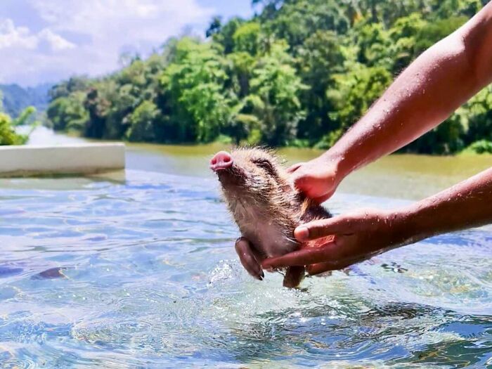 Woman Takes A Wild Baby Boar Into Her Family After She Finds It In A Box At Her Doorstep Woman Takes A Wild Baby Boar Into Her Family After She Finds It In A Box At Her Doorstep