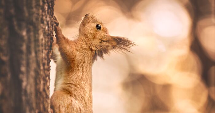 I Photograph Animals In Shades Of Brown (20 Pics)