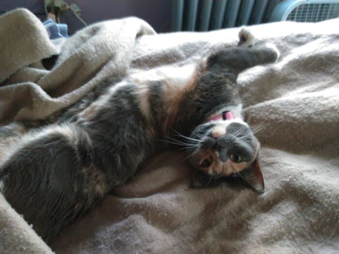 I Told My Roommate That I Was Coming Home With A Spare Cat, So That Remains Her Forever Nickname