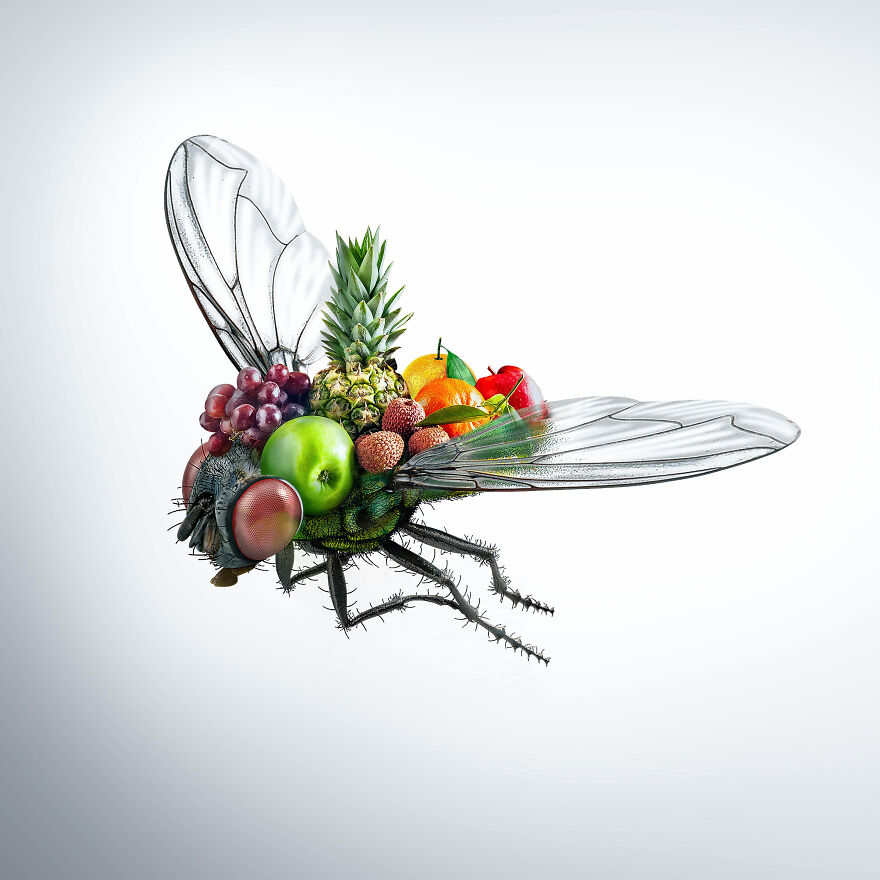 Surreal Photoshops That Combine Completely Different Objects