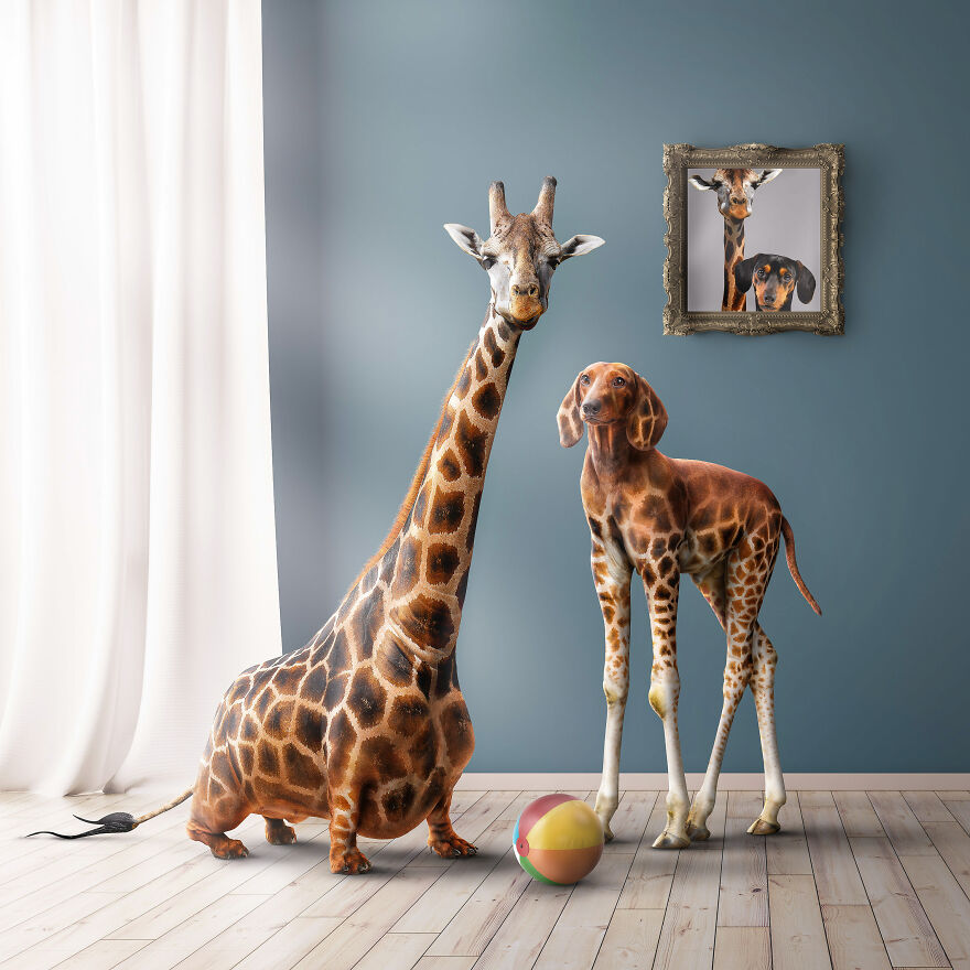 Surreal Photoshops That Combine Completely Different Objects