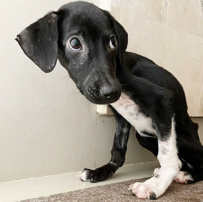 We Found A Poor Dog Bound With A Fishing Line, We Saved Her And Helped Her Heal We Found A Poor Dog Bound With A Fishing Line, We Saved Her And Helped Her Heal