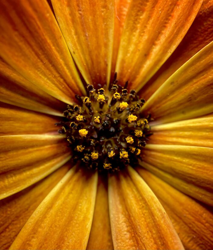 The Ever Changing Flavors Of Foliage