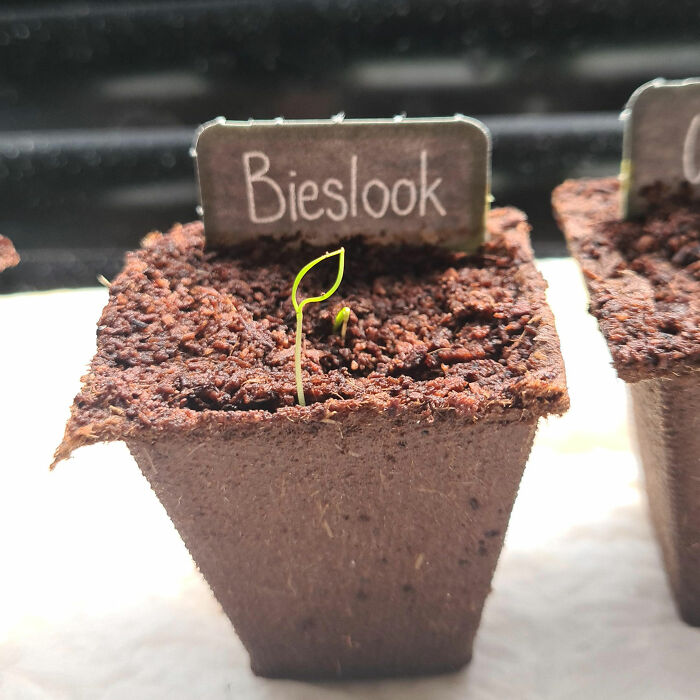 My Plant Looks Like A Leaf