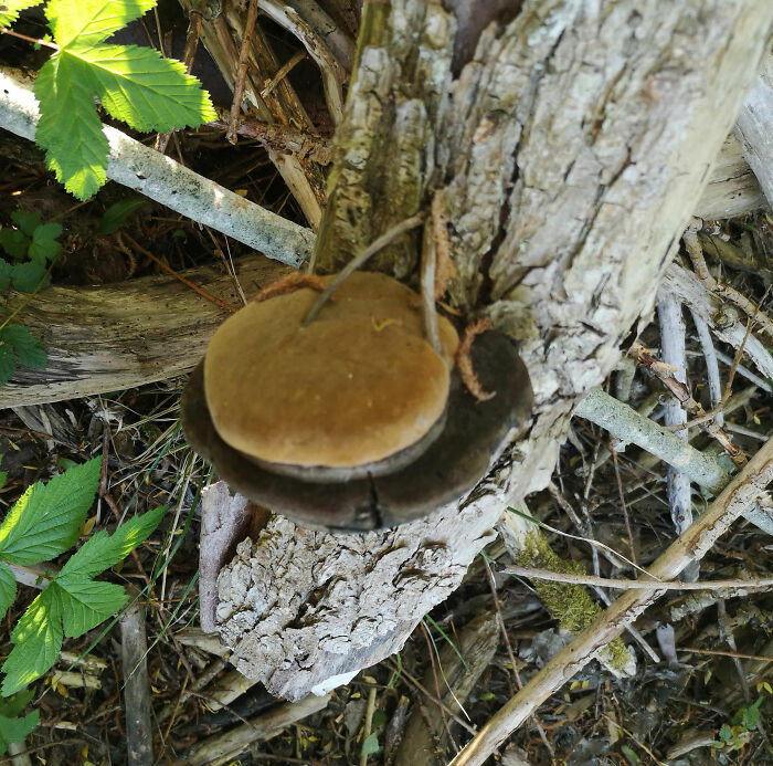 Forbidden Cheeseburger