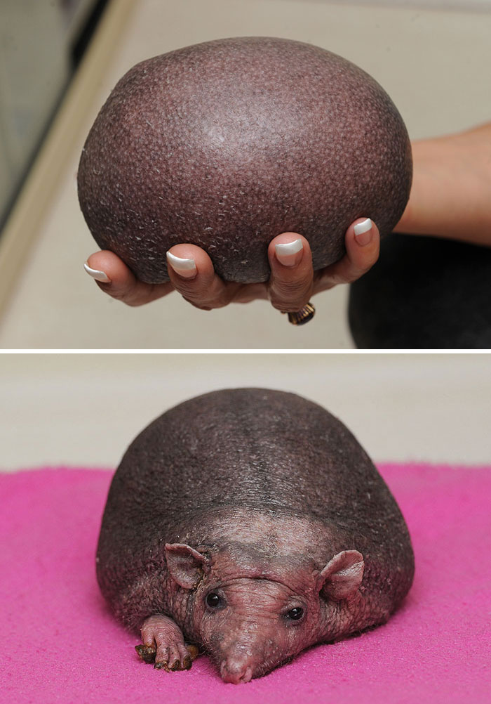 A Hedgehog Without Quills Looks Like A Potato