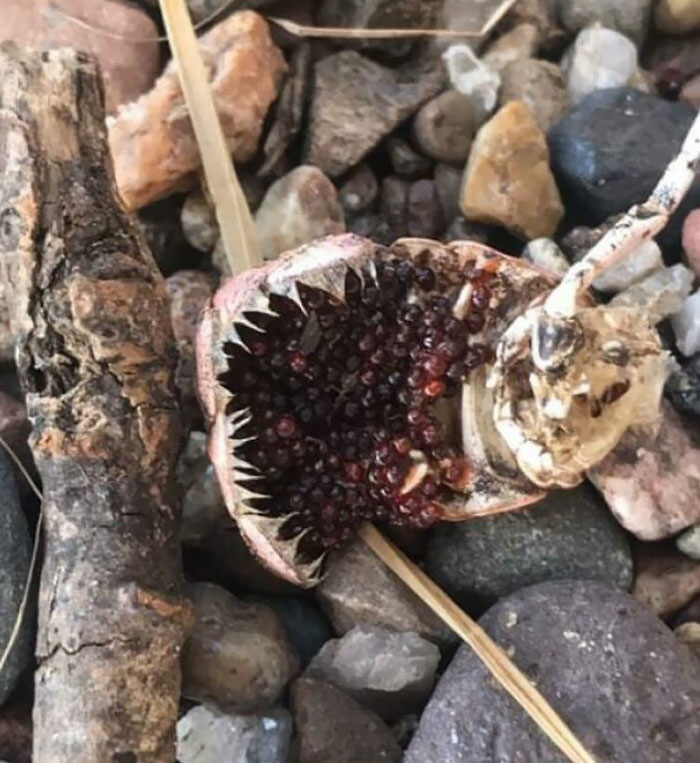 Only-Kinda-Forbidden Pomegranate (It’s Crab's Eggs)