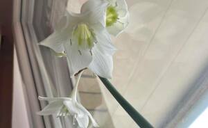 Hey Plant Parents, Show Us Your Favorite Plant (Closed)