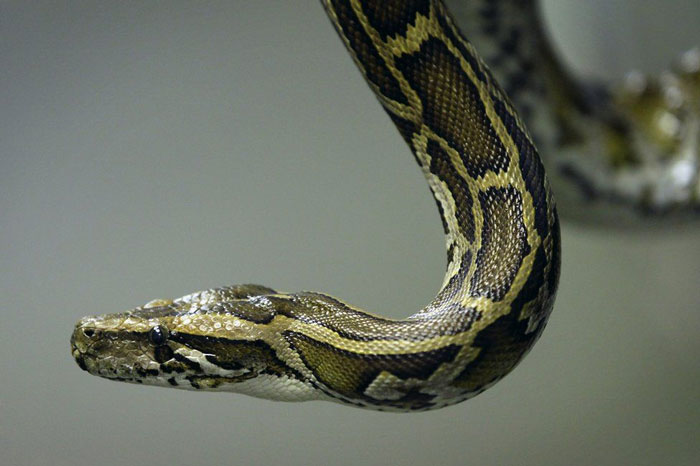 Close-up of a python snake highlighting its scales, related to cool and interesting facts shared by the online community.
