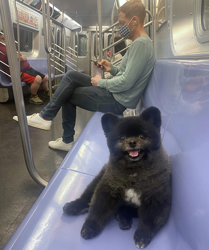 I Swear This Dog Is Literally A Teddy Bear